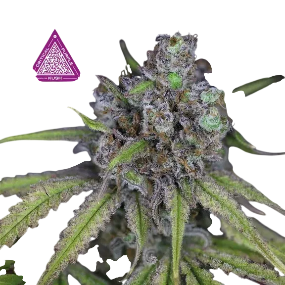 Critical Purple Kush | PHOTOFEM | Tiger One Bulk