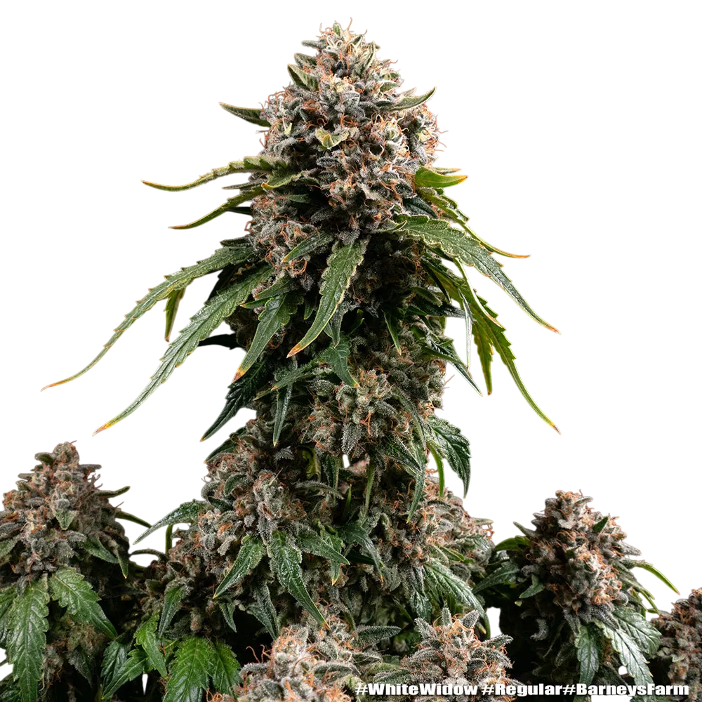 White Widow | PHOTOREG | Barneys Farm