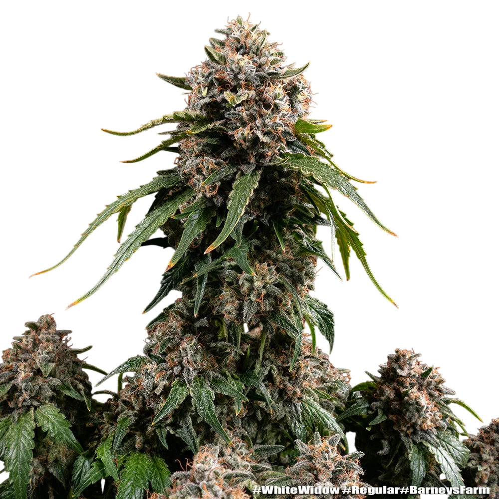 White Widow | PHOTOREG | Barneys Farm