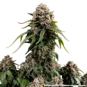 White Widow | PHOTOREG | Barneys Farm