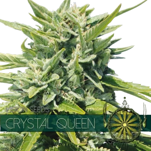 Crystal Queen | PHOTOFEM | Vision Seeds