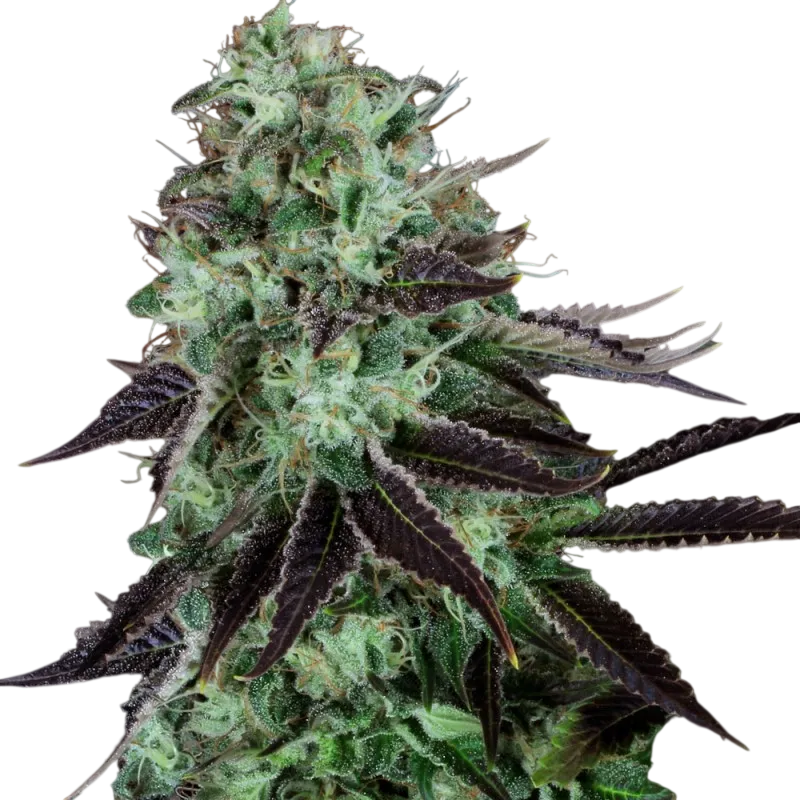 Dark Star | PHOTOREG | T.H. Seeds