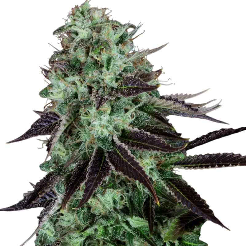 Dark Star | PHOTOREG | T.H. Seeds