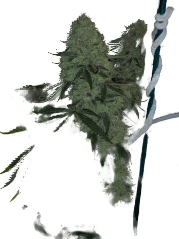Deadhead OG | PHOTOFEM | Cali Connection