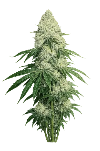 Deadhead OG