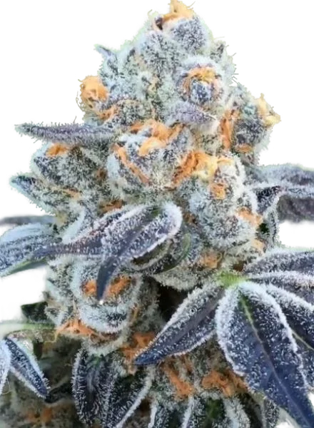 Death Scout | PHOTOREG | BC Bud Depot