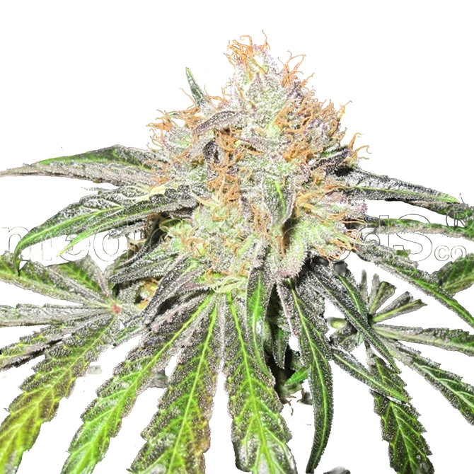 Deep Neville | PHOTOREG | Medical Seeds