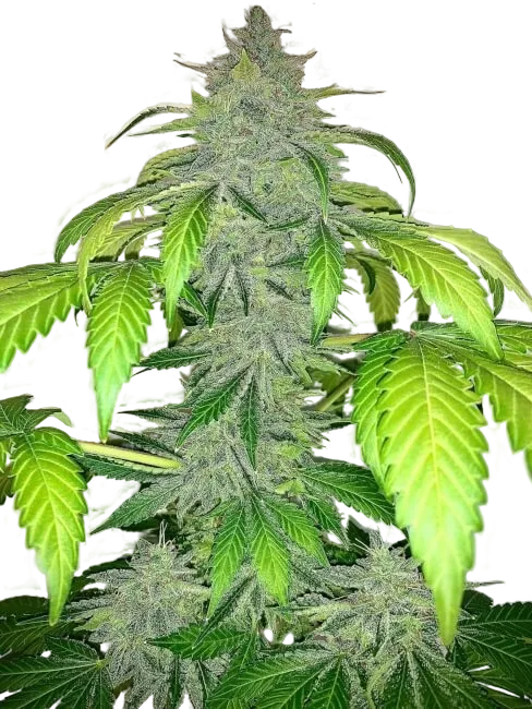 Deez Nuggs Auto | AUTOFEM | Mephisto Genetics
