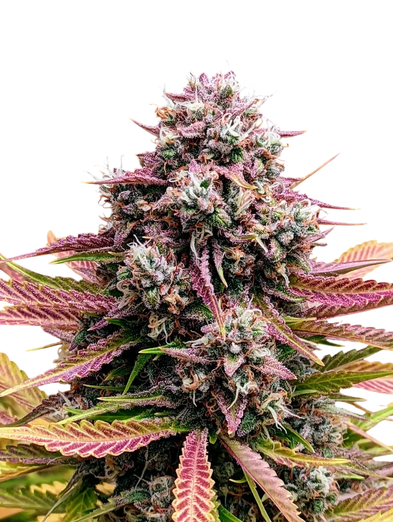 Deez Nuggs Auto – Produktansicht