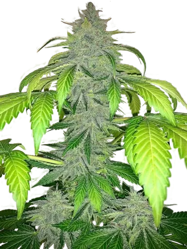 Deez Nuggs Auto | AUTOFEM | Mephisto Genetics