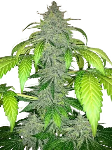 Deez Nuggs Auto