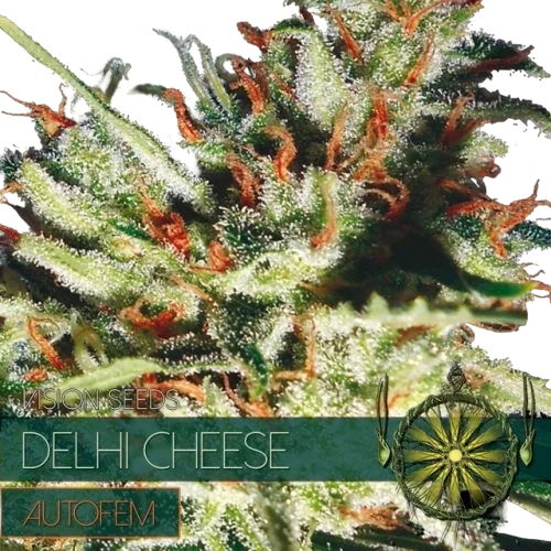 Delhi Cheese Auto | AUTOFEM | Vision Seeds