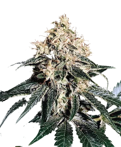 Devil | PHOTOREG | Mr. Nice Seedbank