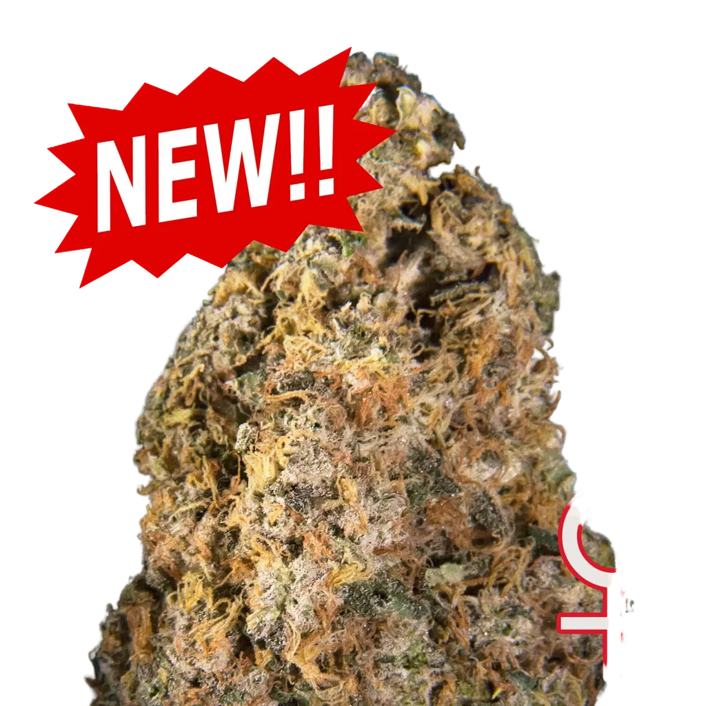 Diamond Queen Kush Auto | AUTOFEM | K.C. Brains