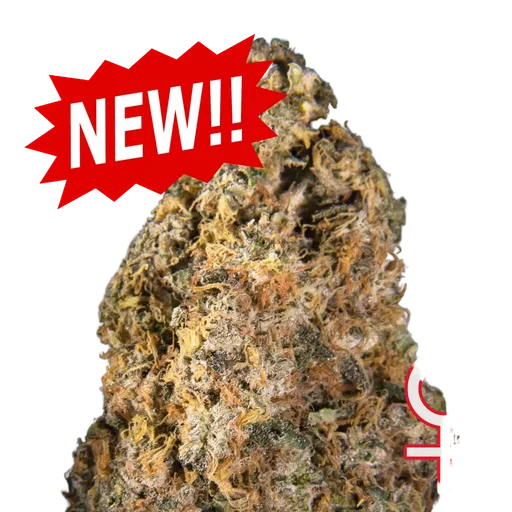 Diamond Queen Kush Auto