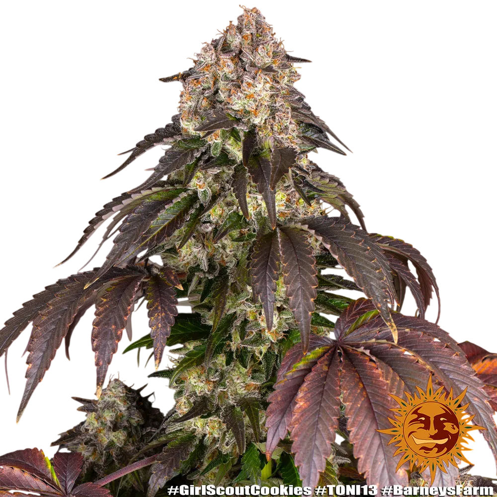 Girl Scout Cookies | PHOTOFEM | Barneys Farm