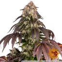 Girl Scout Cookies | PHOTOFEM | Barneys Farm