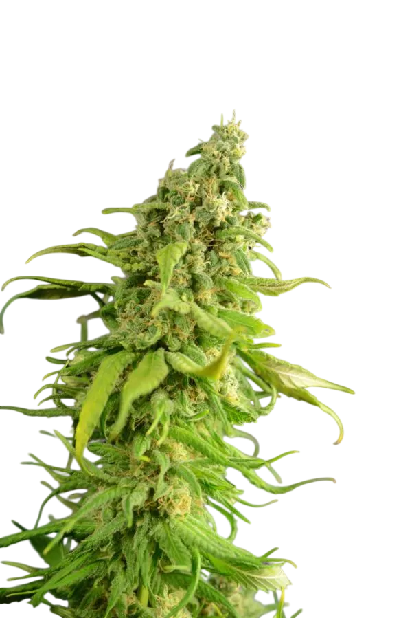 Digweed | PHOTOFEM | House of the Great Gardener