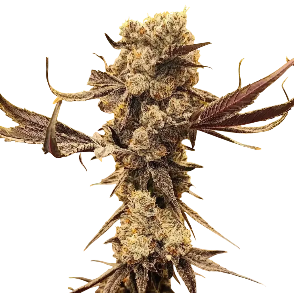 Dip N Stax RBX1 | PHOTOFEM | Ethos Genetics