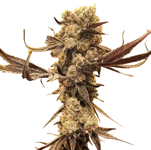 Dip N Stax RBX1 | PHOTOFEM | Ethos Genetics