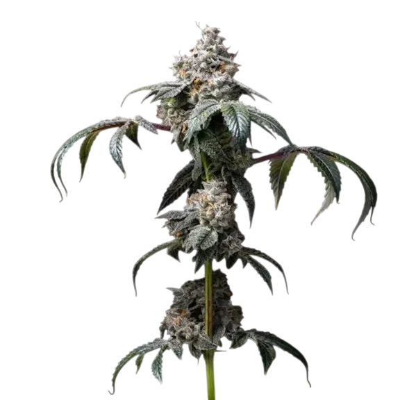 Dirty Diana | PHOTOFEM | Cookies Seed Bank