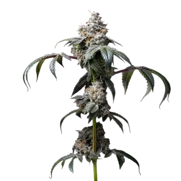 Dirty Diana | PHOTOFEM | Cookies Seed Bank