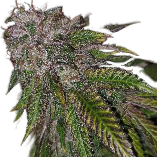 Dirty Kuntz | PHOTOFEM | Pheno Finder Seeds