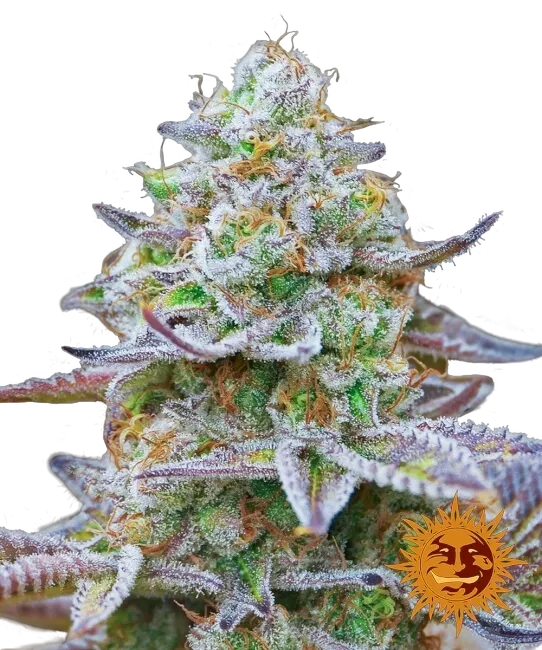 Gorilla Z | PHOTOFEM | Barneys Farm
