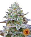Gorilla Z | PHOTOFEM | Barneys Farm