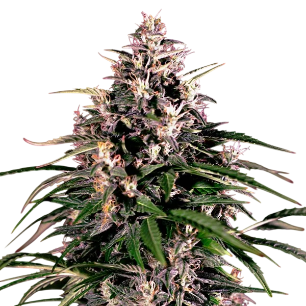 Dosi Auto | AUTOFEM | G13 Labs