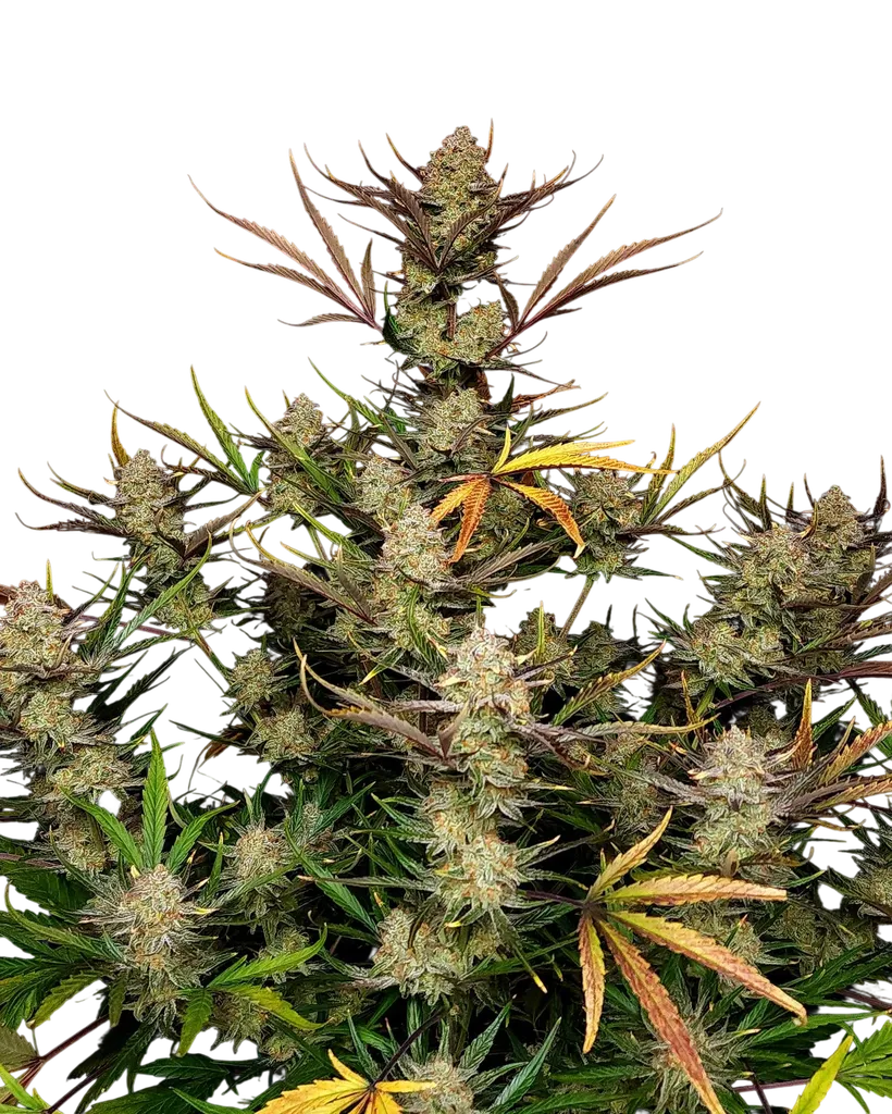 Apple Strudel Auto | AUTOFEM | Fast Buds