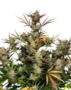 Apple Strudel Auto | AUTOFEM | Fast Buds