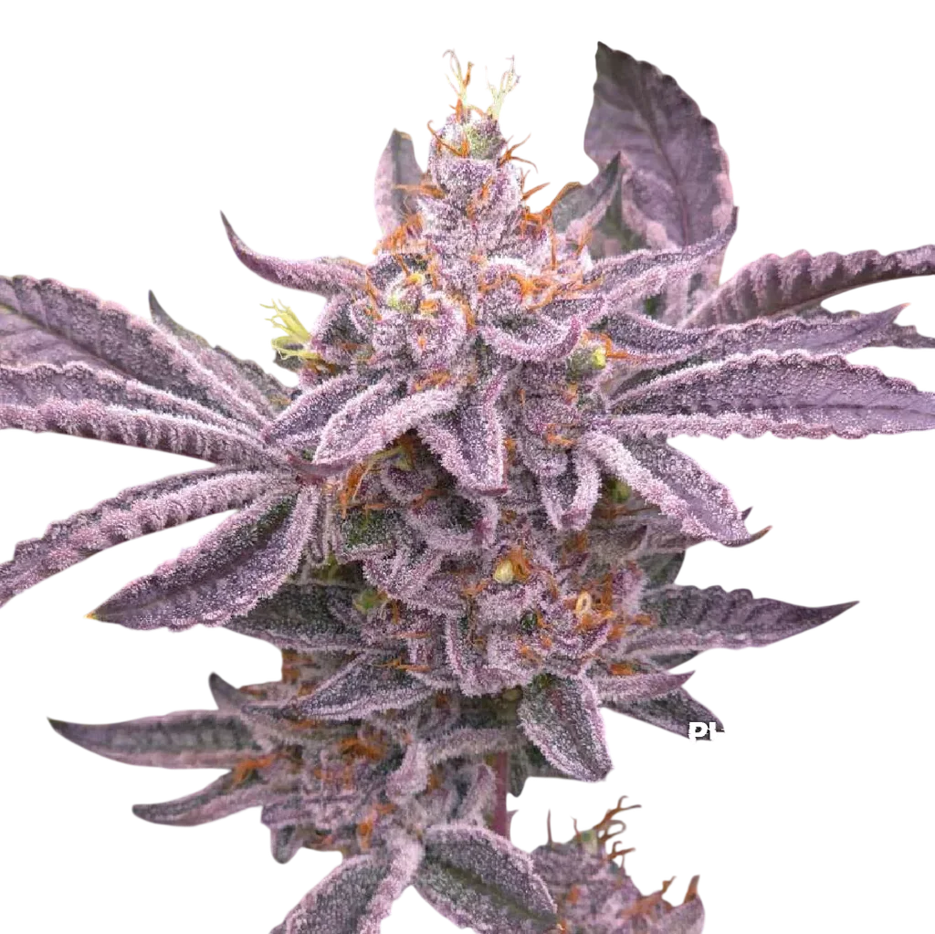 Double Dunked | PHOTOFEM | Elev8 Seeds
