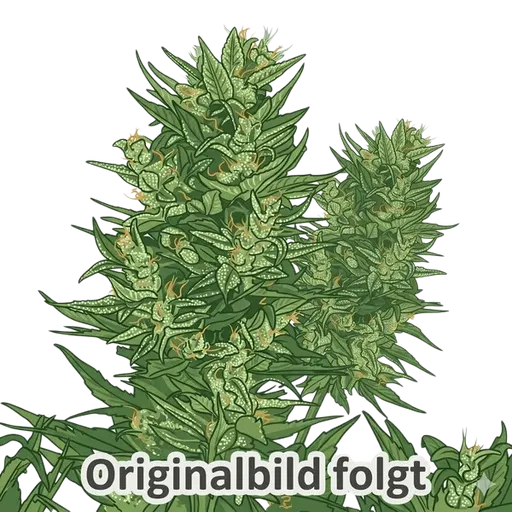 Double Dutch | PHOTOREG | Serious Seeds