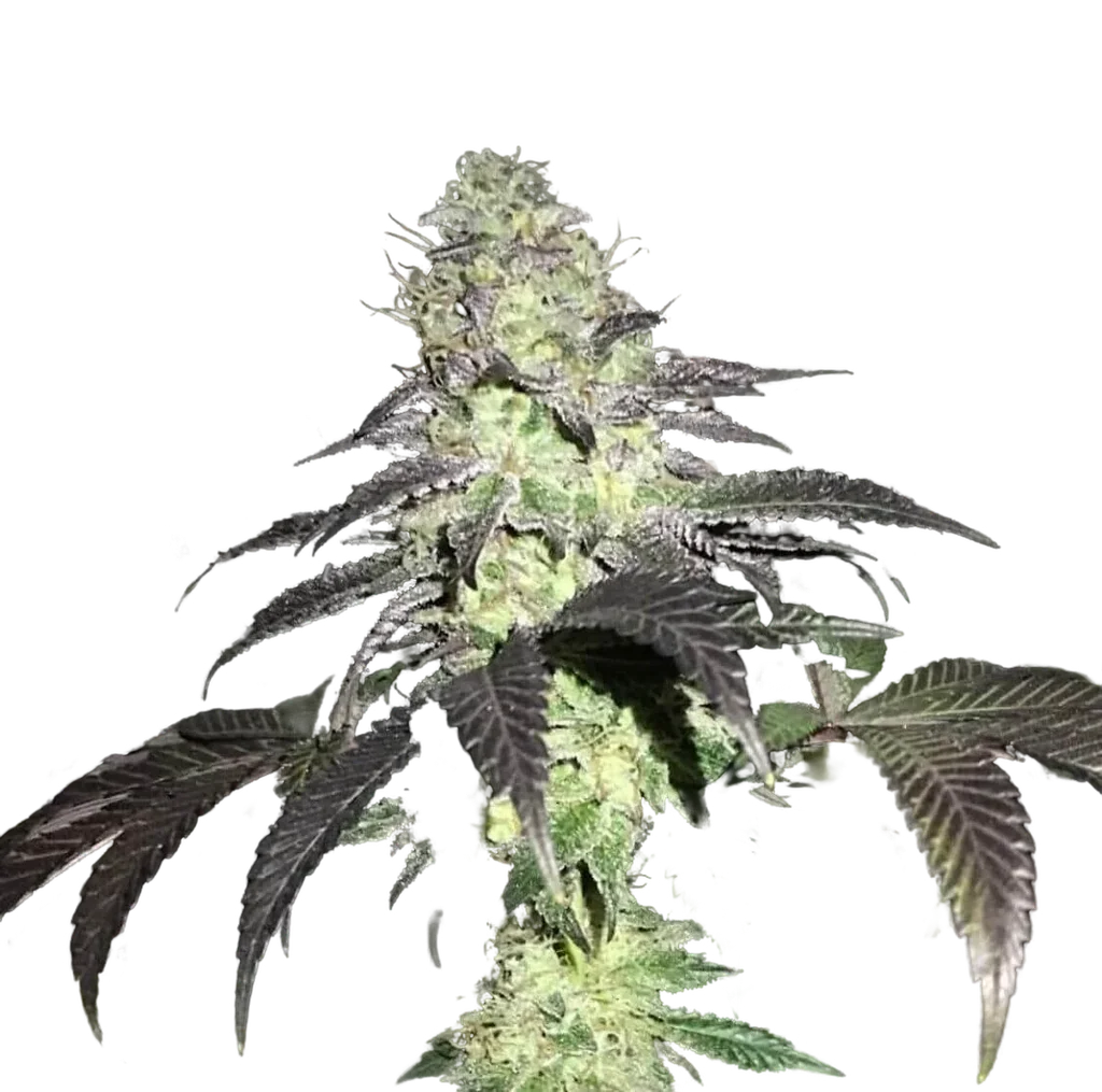 Do Z Dos | PHOTOFEM | Pheno Finder Seeds