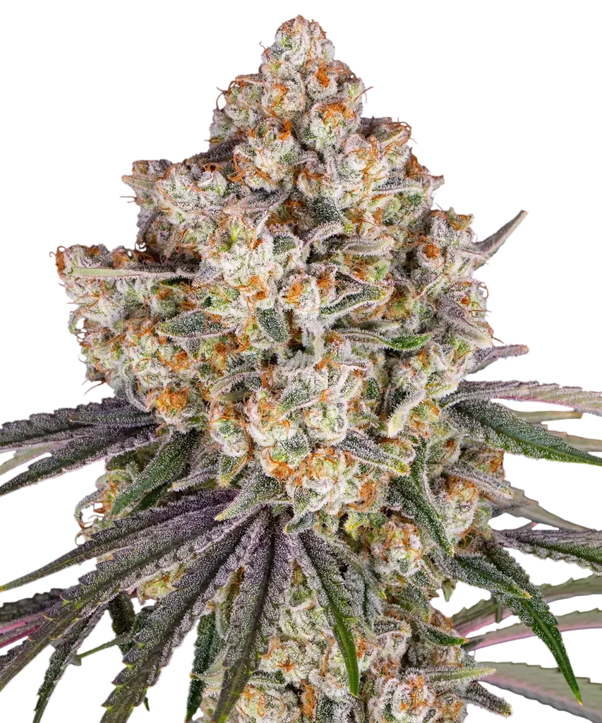 Ice Cream Cake | PHOTOFEM | Barneys Farm