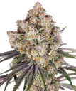 Ice Cream Cake | PHOTOFEM | Barneys Farm