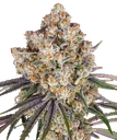 Ice Cream Cake | PHOTOFEM | Barneys Farm
