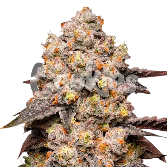 Dried Fruit | PHOTOFEM | Cookies Seed Bank