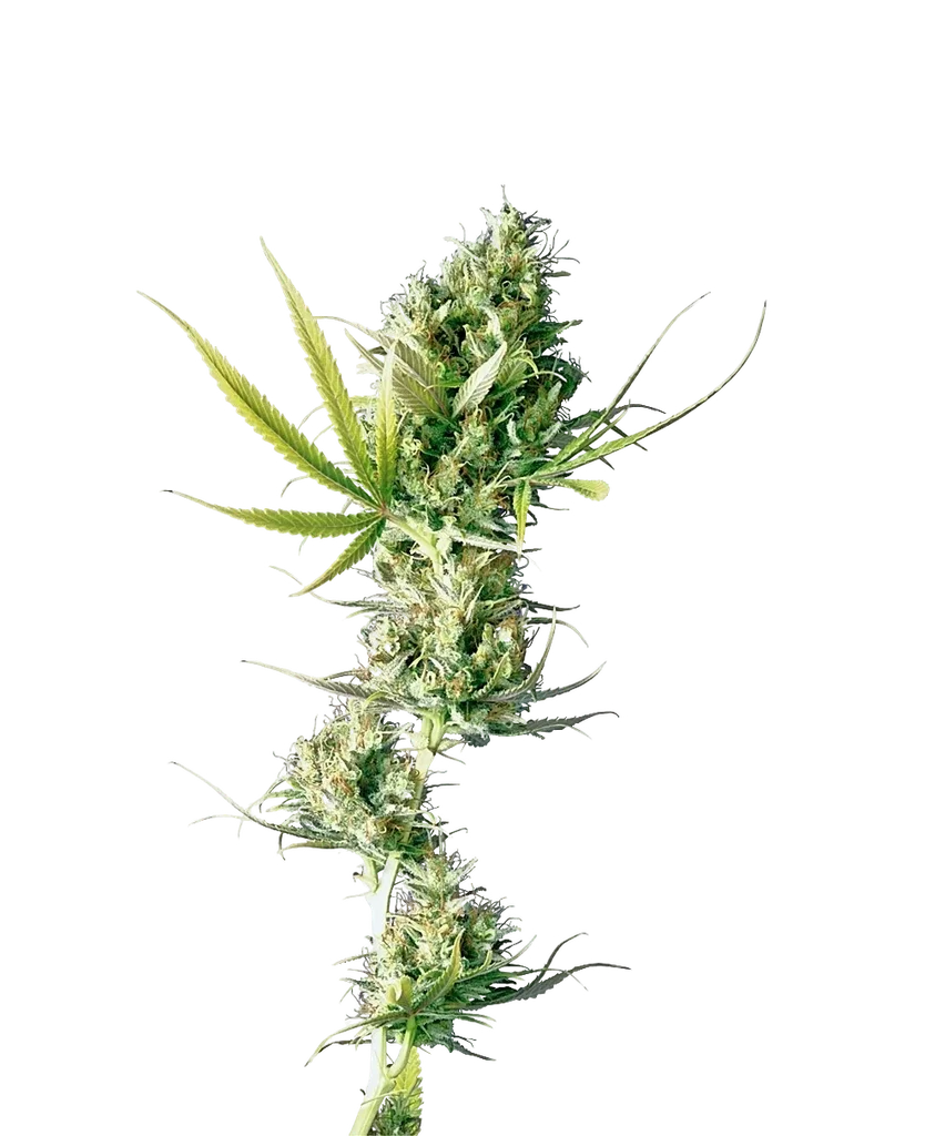 Durban | PHOTOREG | Sensi Seeds