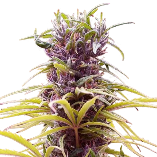 Durban Poison