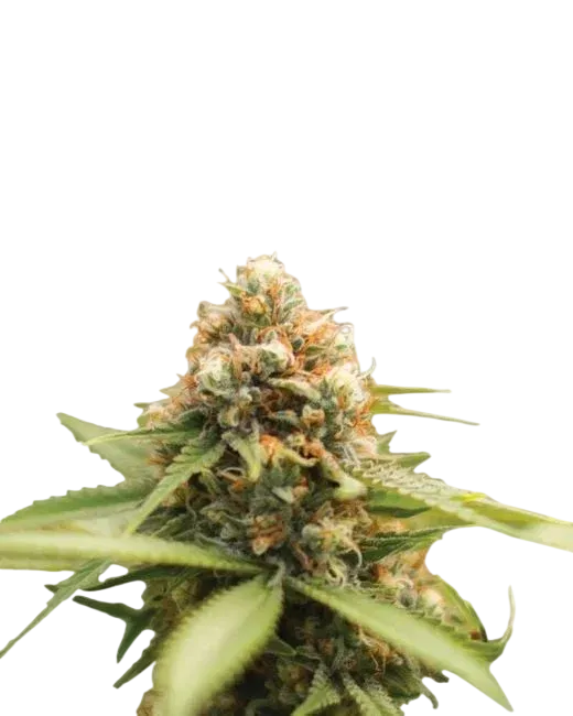 Durban Poison | PHOTOREG | Nirvana Seeds