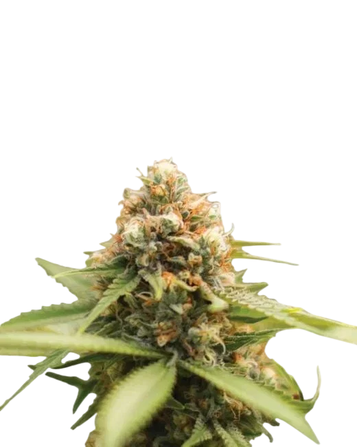 Durban Poison | PHOTOREG | Nirvana Seeds