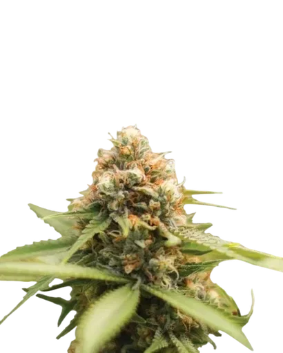 Durban Poison