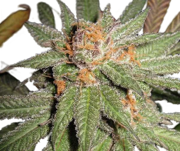 Dynamite OG | PHOTOREG | BC Bud Depot
