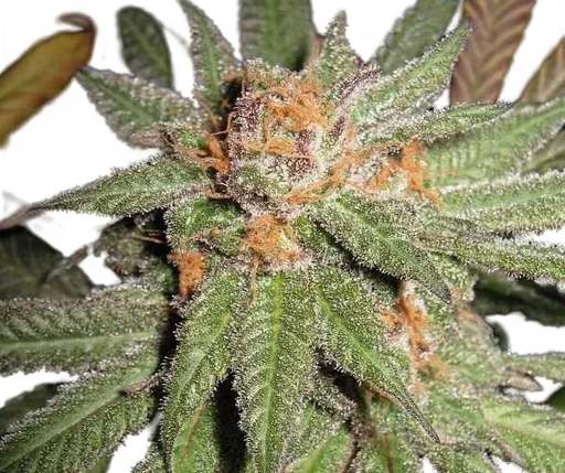 Dynamite OG