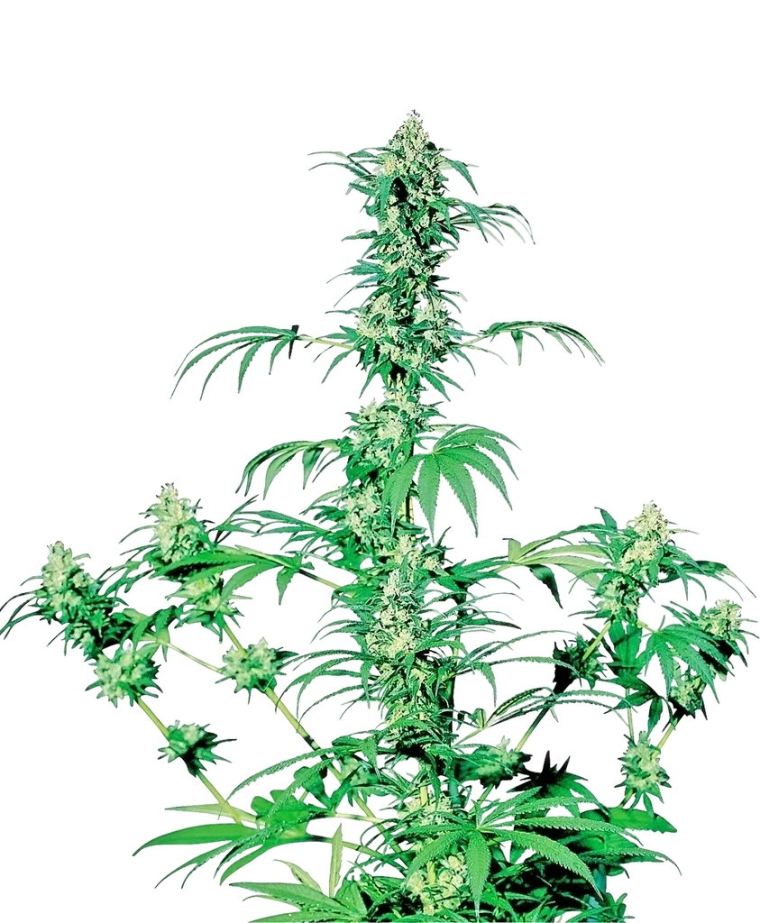 Early Girl | PHOTOREG | Sensi Seeds
