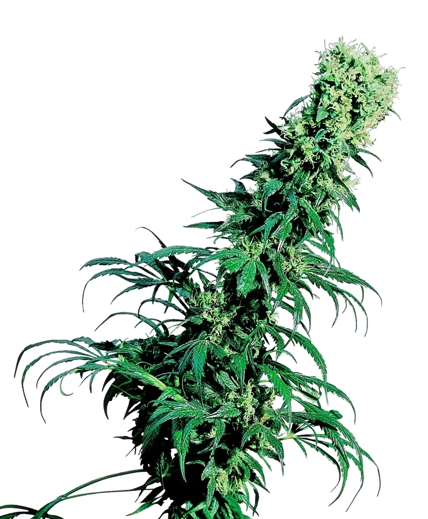 Early Pearl | PHOTOREG | Sensi Seeds