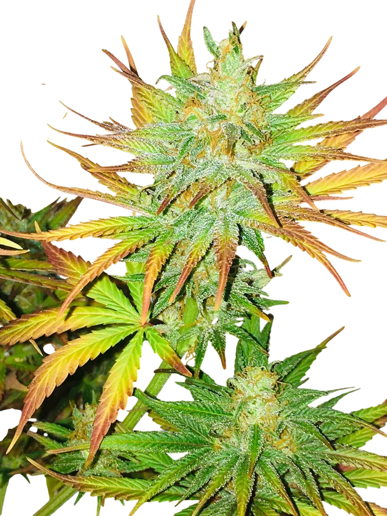 Early Queen | PHOTOREG | Mr. Nice Seedbank