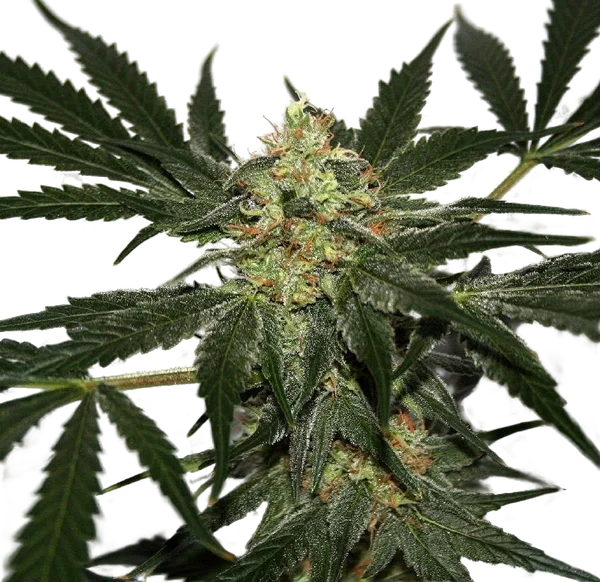 Early Haze | PHOTOREG | Mr. Nice Seedbank